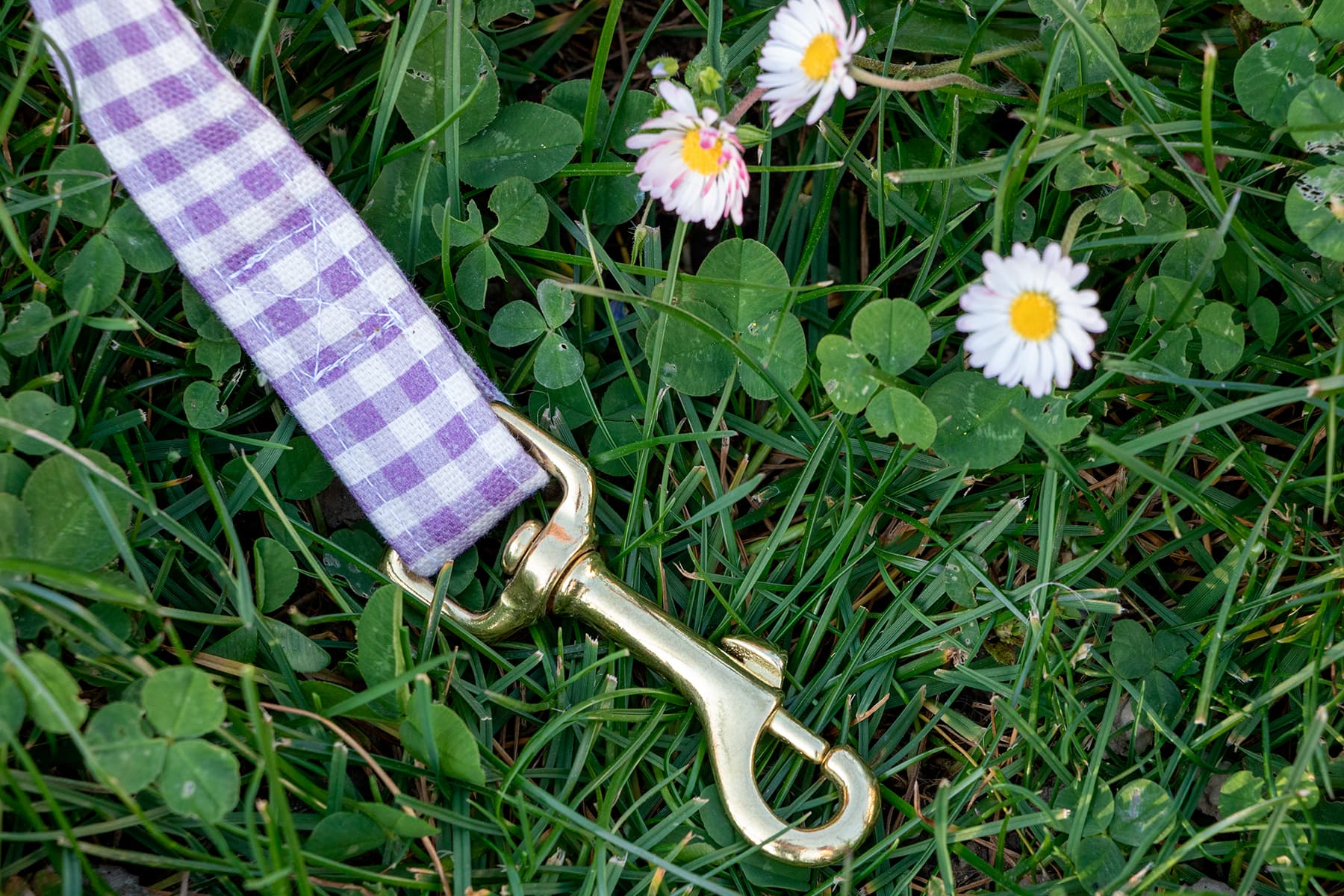 Gros plan sur la boucle en laiton de la laisse Cigalou pour chien dans une ambiance jardin de printemps. Motif vichy violet clair