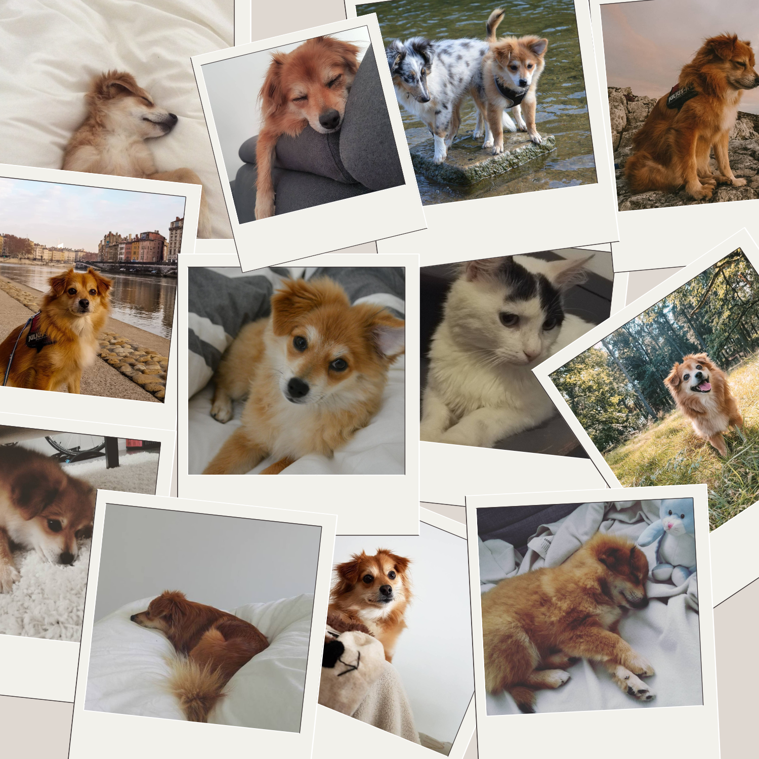 Album photo PawPix