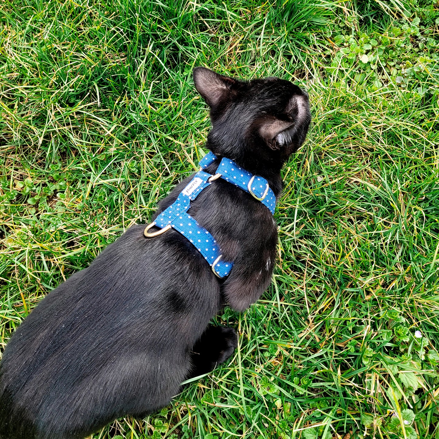 Petit chat noir portant le harnais Polaris dans l'herbe