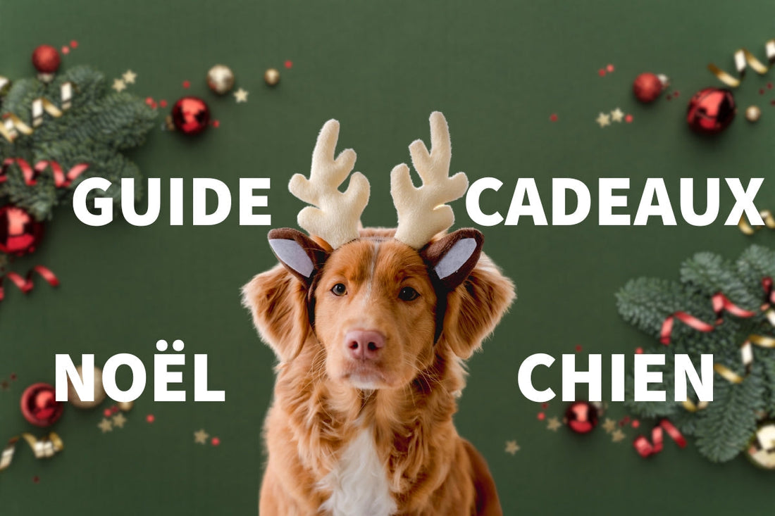 🎄 Guide Cadeaux de Noël pour Chien : Faites plaisir à votre poilu