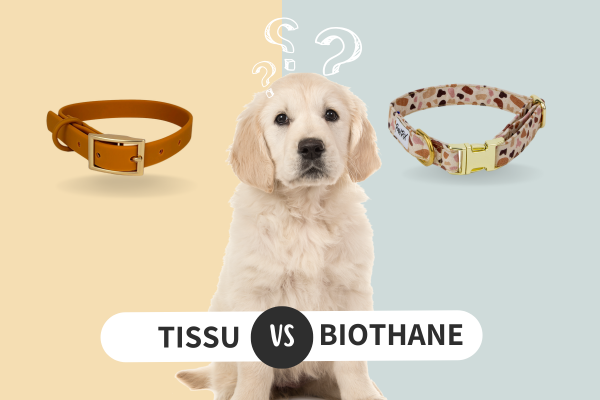 Collier en biothane ou collier en tissu. 