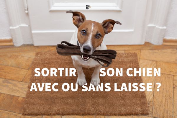 Promener son chien sans laisse : bonne ou mauvaise idée ?