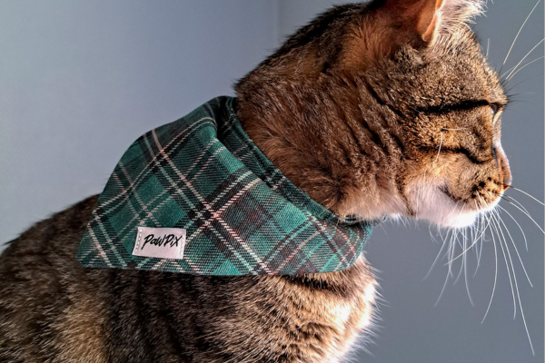 Bandana PawPix de la collection Nessie au motif Tartan vert écossais sur un chat tigré