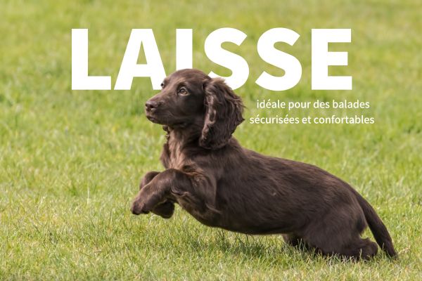 La laisse idéale pour des balades sécurisées et confortables