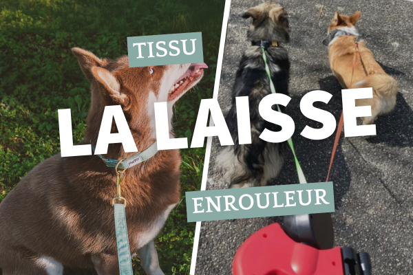 Pourquoi choisir une laisse en tissu plutôt qu'une laisse enrouleur ?