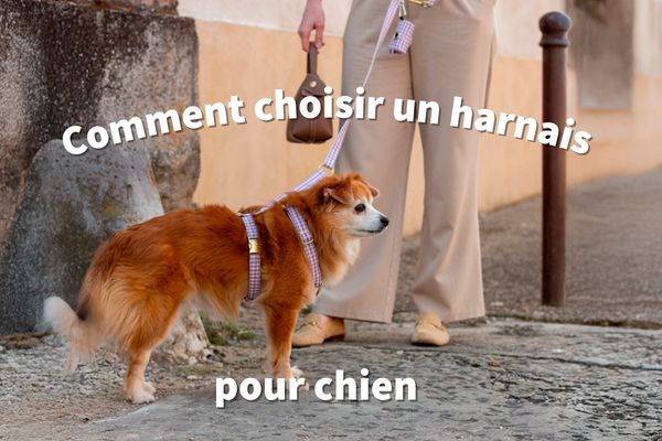Comment choisir un harnais pour chien ?