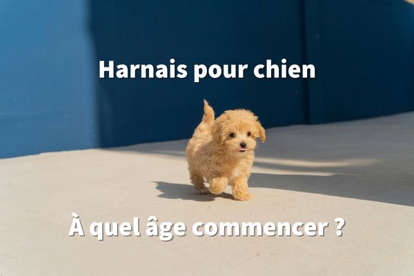 Harnais pour chien : À quel âge commencer ? 🐶