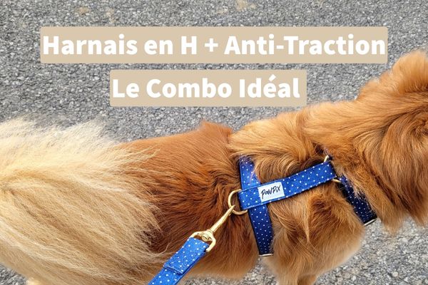 Pourquoi choisir un harnais en H avec système anti-traction pour votre chien ?