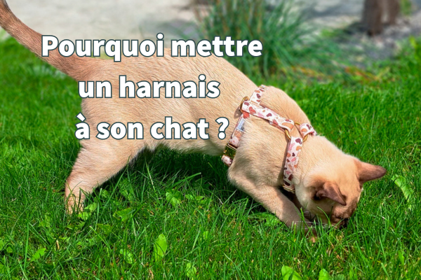 Harnais pour chat en Y porté par un chat Tonkinois dans un jardin. Le harnais est couleur terrazzo marron/rose