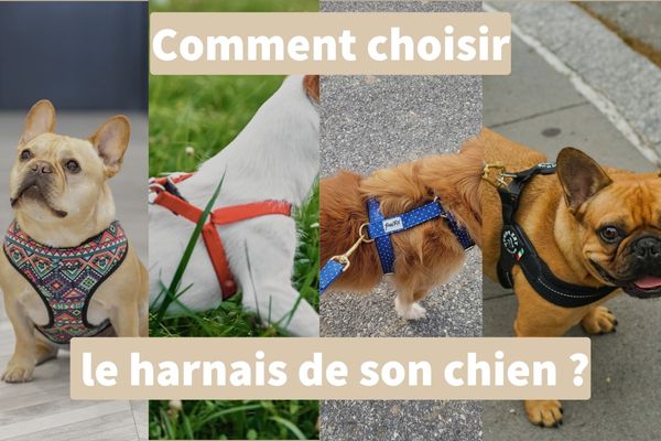 Comment choisir le harnais de son chien ?