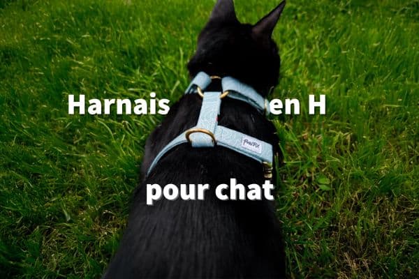 Le harnais en H pour chat