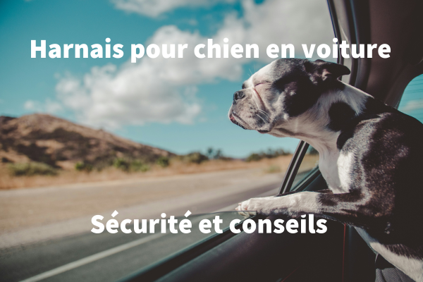 Harnais pour chien en voiture : Sécurité et conseils pour voyager sereinement