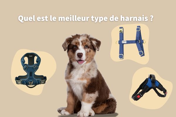 Quel est le meilleur type de harnais ?