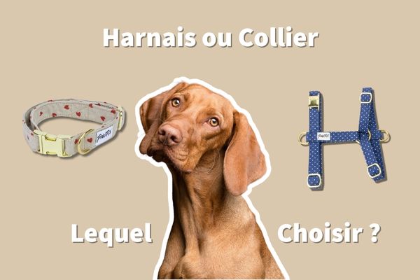 Harnais ou Collier pour chien : Lequel Choisir ?