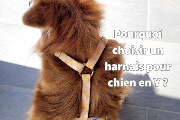 Pourquoi choisir un harnais pour chien en Y
