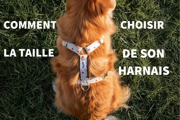 Comment choisir la taille de son harnais pour chien ?