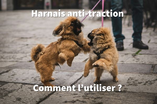 Harnais anti-traction pour chien : comment bien le choisir et l’utiliser ?