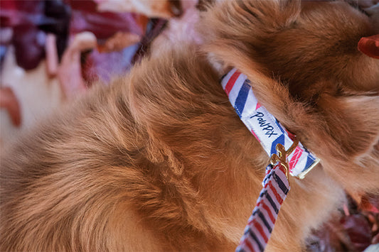 Gros plan sur la laisse et le collier Pawtriote sur un petit chien au poil long. Le motif est rayé bleu blanc et rouge