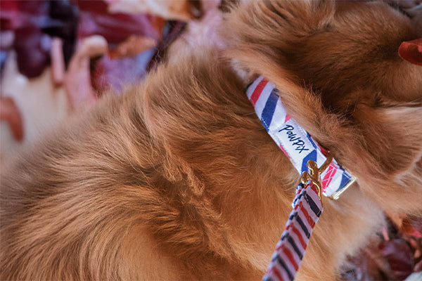 Gros plan sur la laisse et le collier Pawtriote sur un petit chien au poil long. Le motif est rayé bleu blanc et rouge