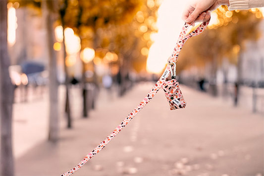 Laisse et pochette sac à crottes Pawpino sur une avenue Parisienne 