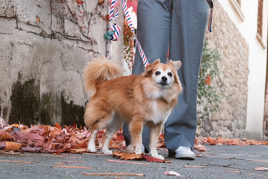 3 bonnes raisons de choisir le kit de balade collier PawPix