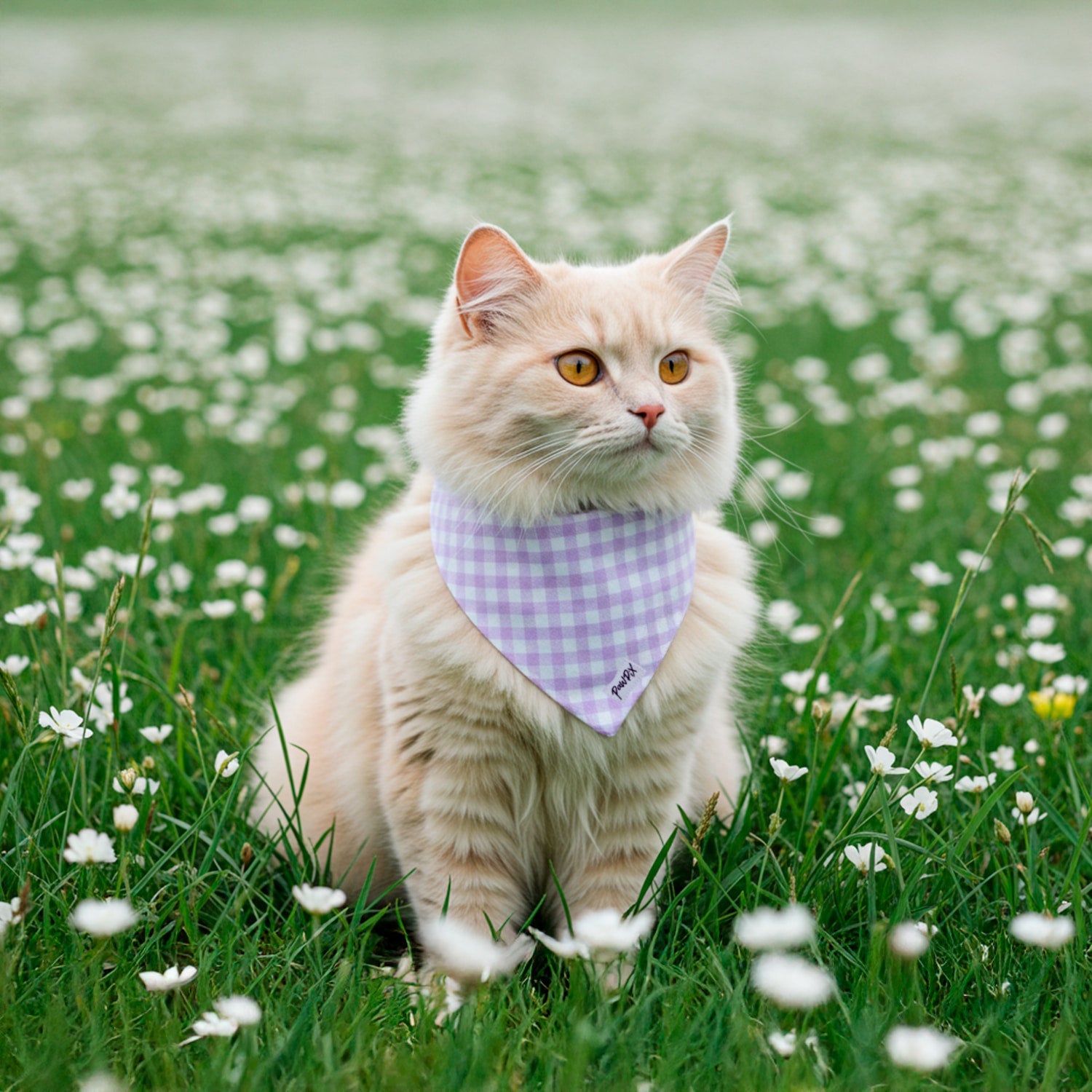 Bandanas chat
