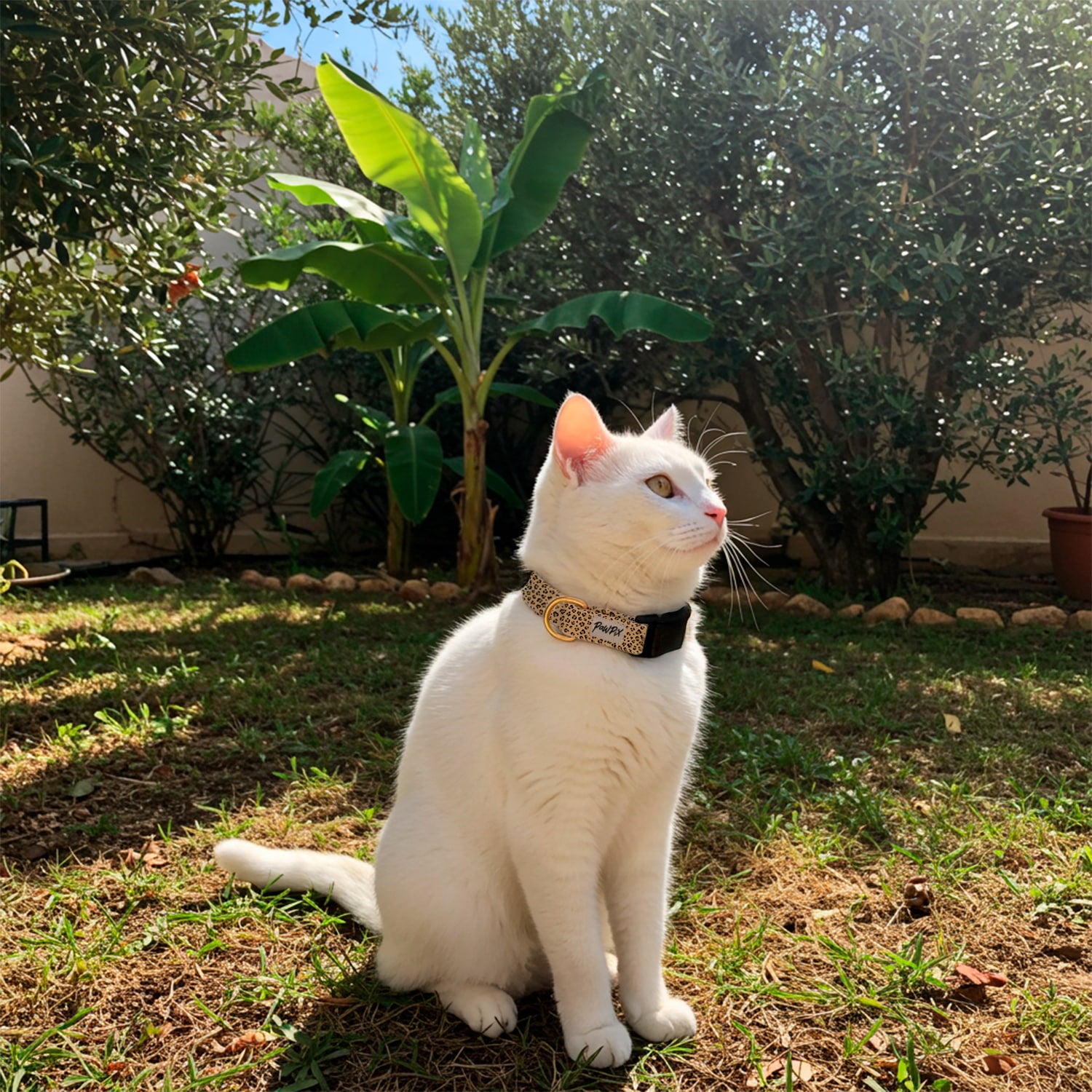 Petit chat blanc portant le collier anti-étranglement Leopaw. Le collier met en avant un motif leopard beige avec une boucle anti-étranglement noir  et un anneau en D pour accrocher une médaille couleur or. 