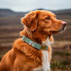 Labrador de la Nouvelle Ecosse portant le collier pour chien Topo dans une ambiance Highland Ecossais. Le motif du collier représente un motif topographique blanc sur un fond vert. Le collier comporte également une boucle de reglage, un anneau en D et une boucle clips couleur or. 