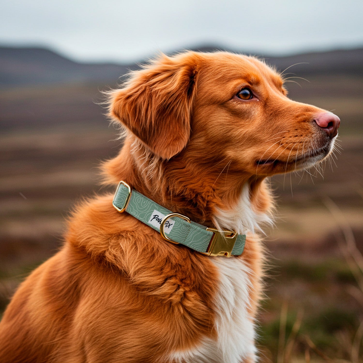 Labrador de la Nouvelle Ecosse portant le collier pour chien Topo dans une ambiance Highland Ecossais. Le motif du collier représente un motif topographique blanc sur un fond vert. Le collier comporte également une boucle de reglage, un anneau en D et une boucle clips couleur or. 
