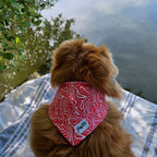 Plan rapproché avec vue du dessus du bandana pour chien Cherry de Pawpix porté par un petit chien poil long roux. Le bandana présente un motif rouge et blanc wavy