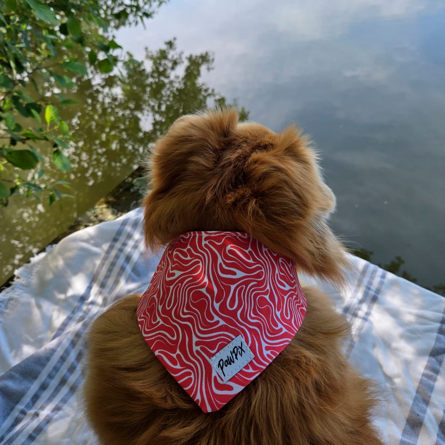 Plan rapproché avec vue du dessus du bandana pour chien Cherry de Pawpix porté par un petit chien poil long roux. Le bandana présente un motif rouge et blanc wavy