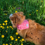 Vue du dessus du bandana pour chien Cherry de Pawpix porté par un petit chien roux aux poils longs, dans une ambiance champêtre 
