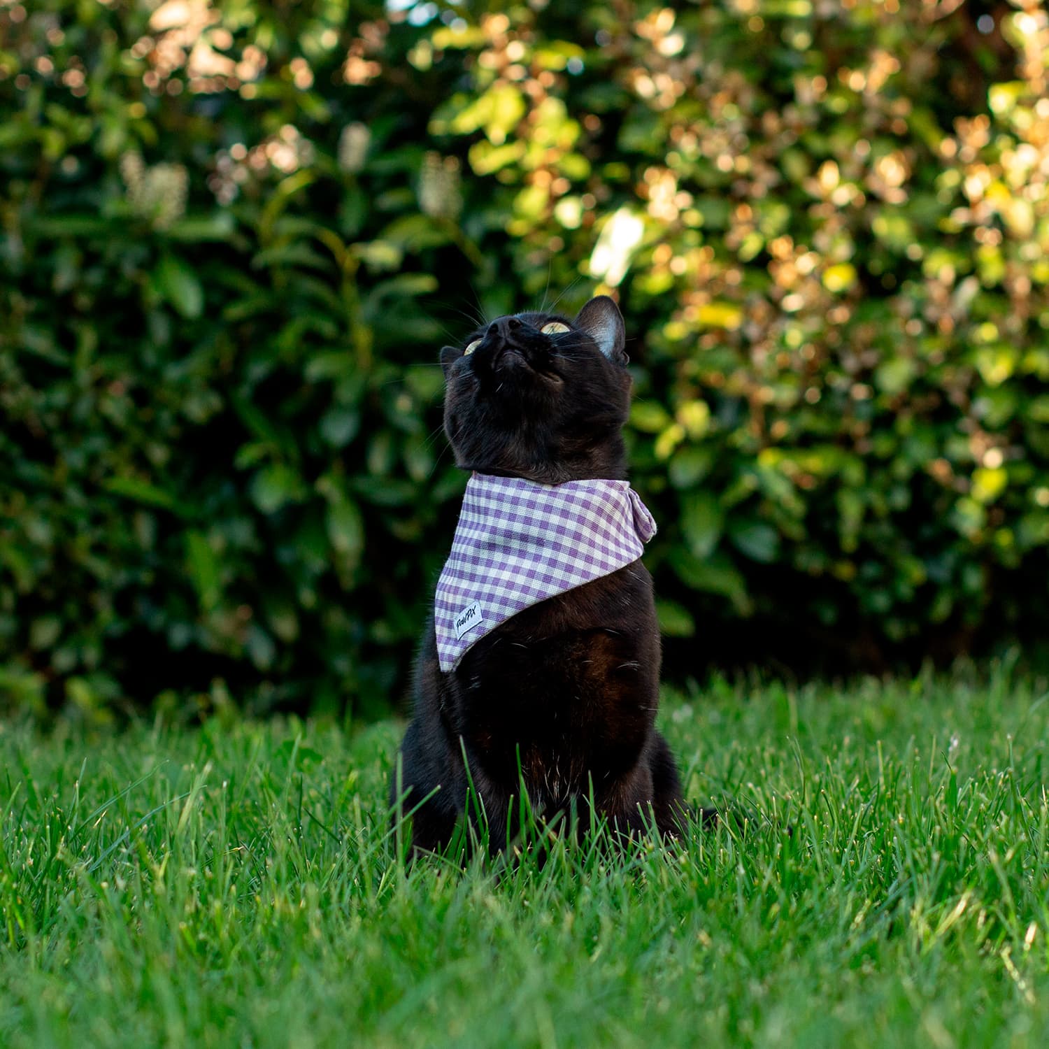 Bandana Cigalou portée par un petit chat noir dans une ambiance jardin de printemps. Motif vichy violet clair