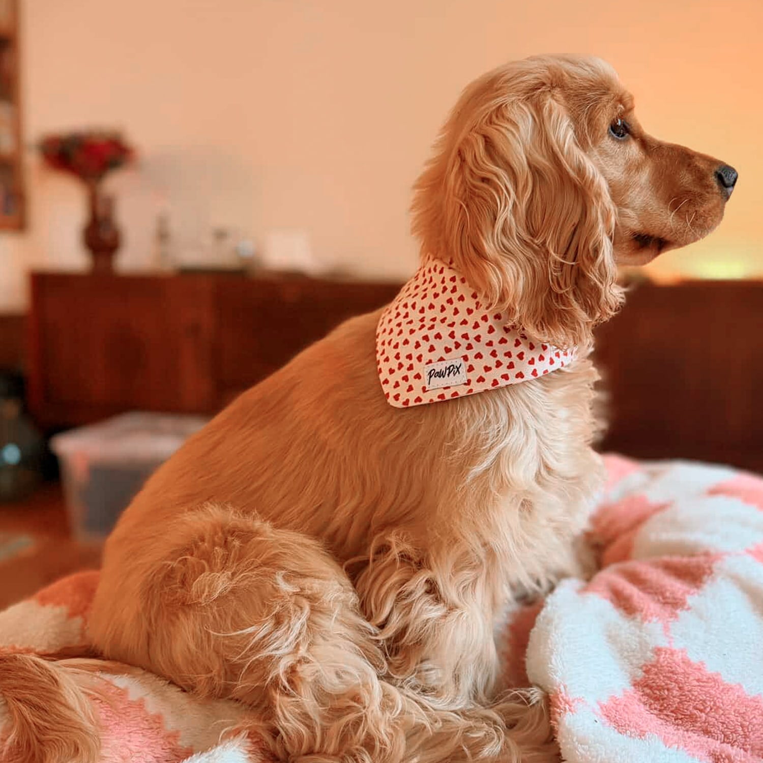 Coker Anglais portant le bandana My Valentine Pawpix, avec son motif cœurs rouges sur fond beige. 