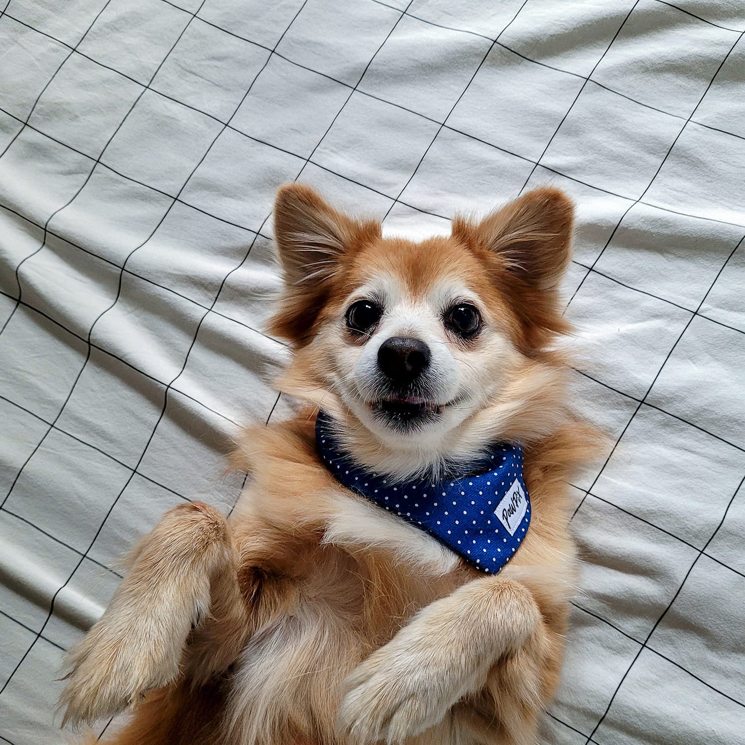 Bandana Polaris pour chien. Taille Moyen sur un petit chien roux. Le bandana est bleu marine avec des pois blancs