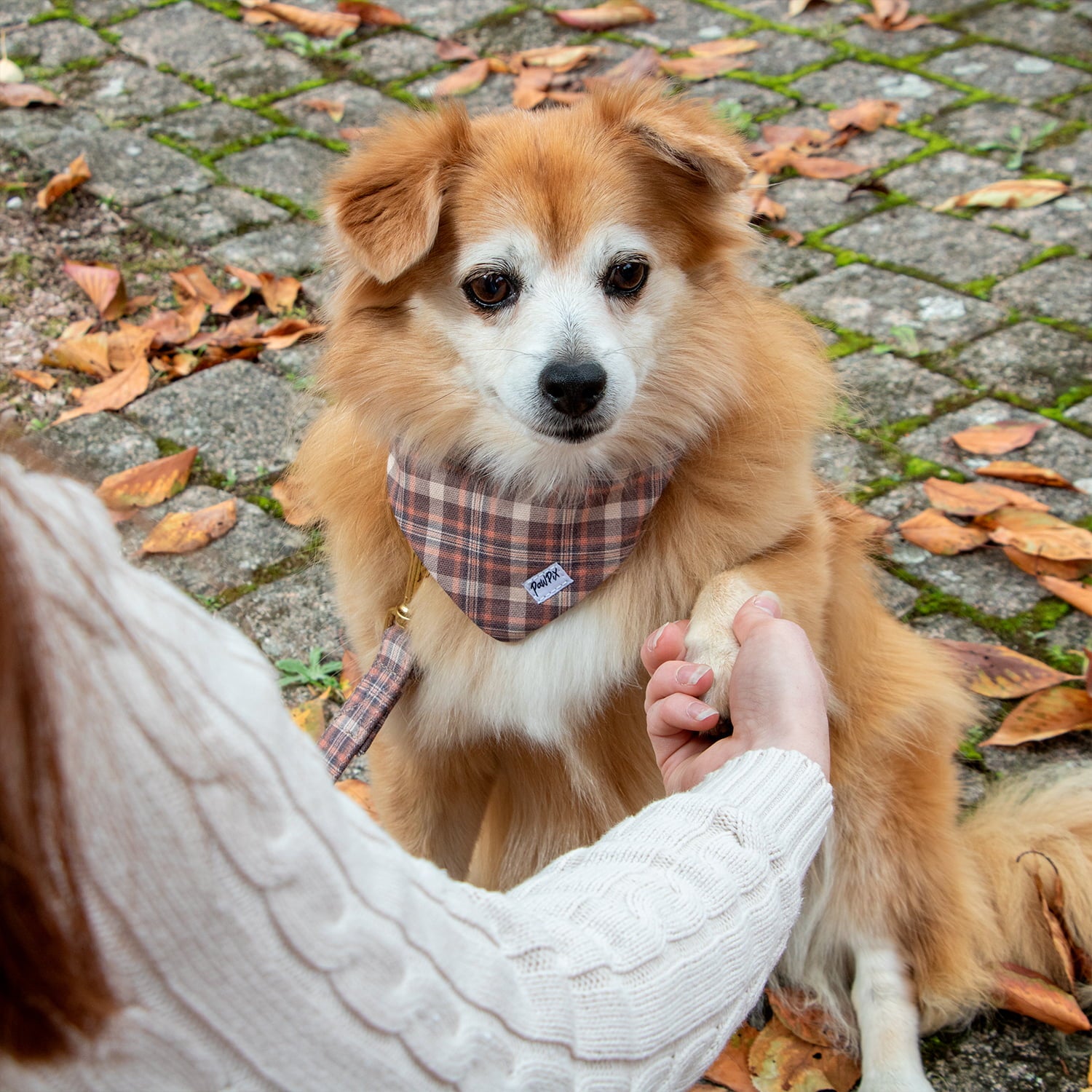 Chien type spitz portant le bandana Scotty et son motif tartan marron/orange. Le chien est assis dans des feuilles morte de l'automne et attaché avec la laisse Scotty