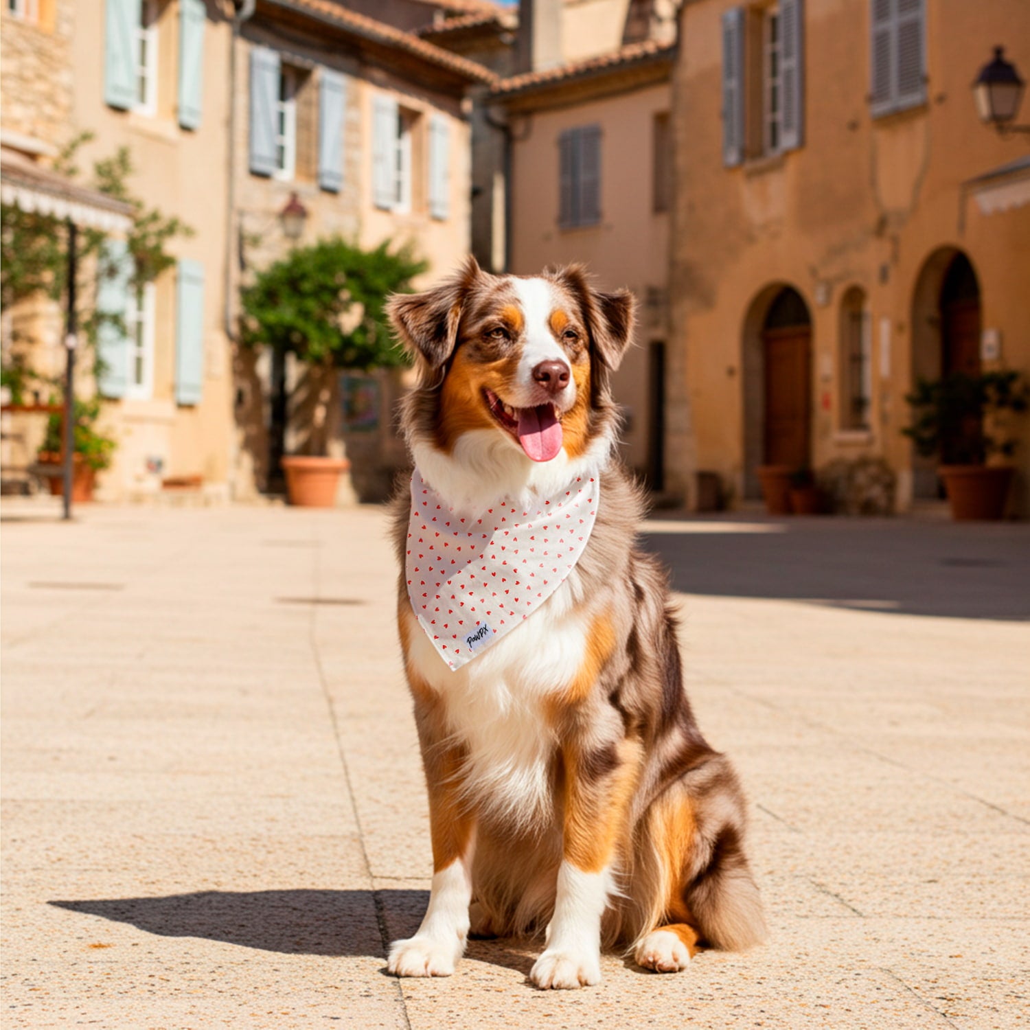 Bandana My Valentine autour du cou d'un Berger Australian dans le Sud de la France. Le bandana est au motif coeur rouge sur un fond beige. 
