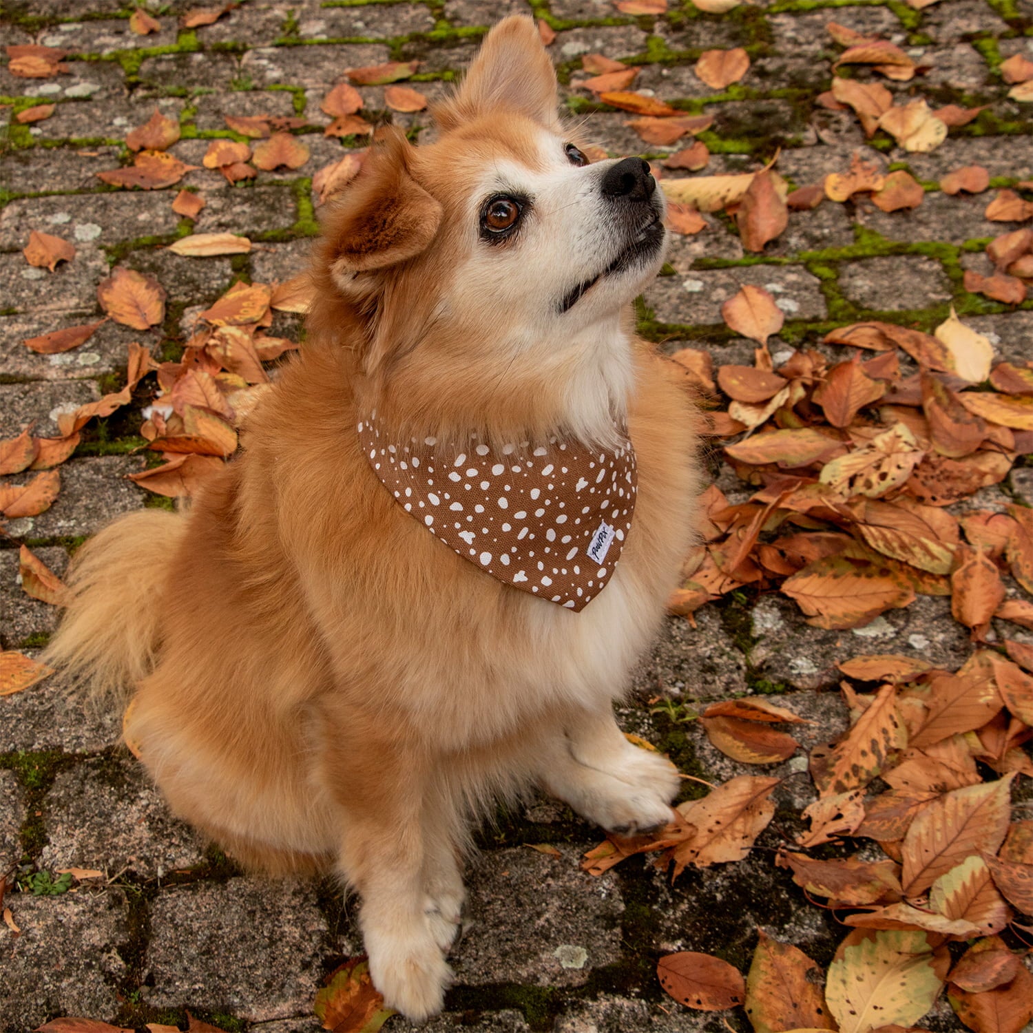 Bandana pour chien Freckles autour du cou d'un Spitz roux.  Le spitz est assis dans les feuilles mortes en ville. Le bandana possède un motif marron tacheté blanc. 