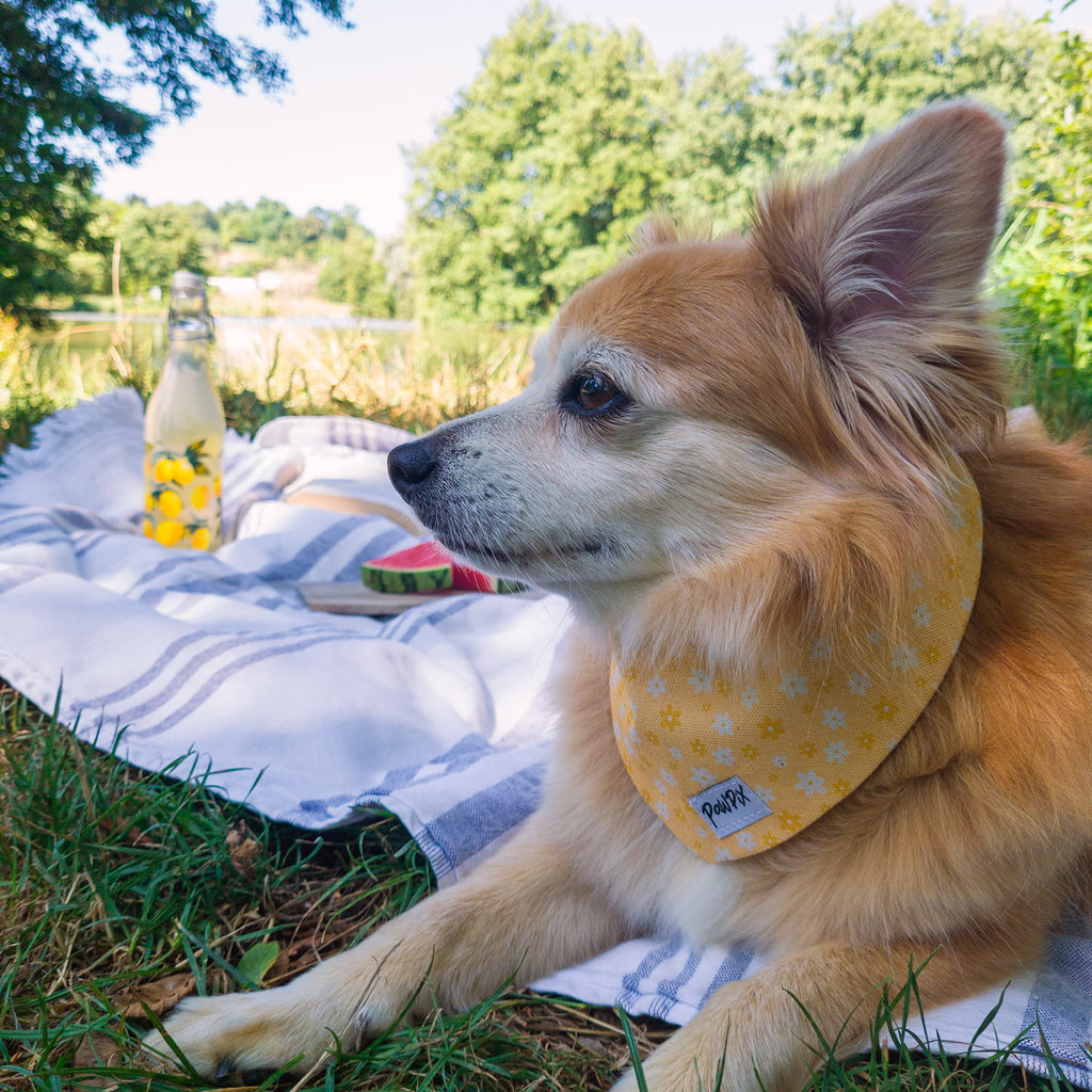 Petit chien type Spitz, portant le bandana pour chien Peachy Daisies et son motif marguerites blanches et jaunes sur fond couleur pêche. 
Ambiance pique-nique au bord d'un point d'eau en été. 