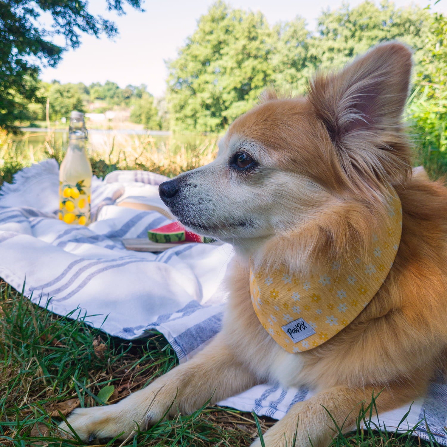 Petit chien type Spitz, portant le bandana pour chien Peachy Daisies et son motif marguerites blanches et jaunes sur fond couleur pêche. 
Ambiance pique-nique au bord d'un point d'eau en été. 