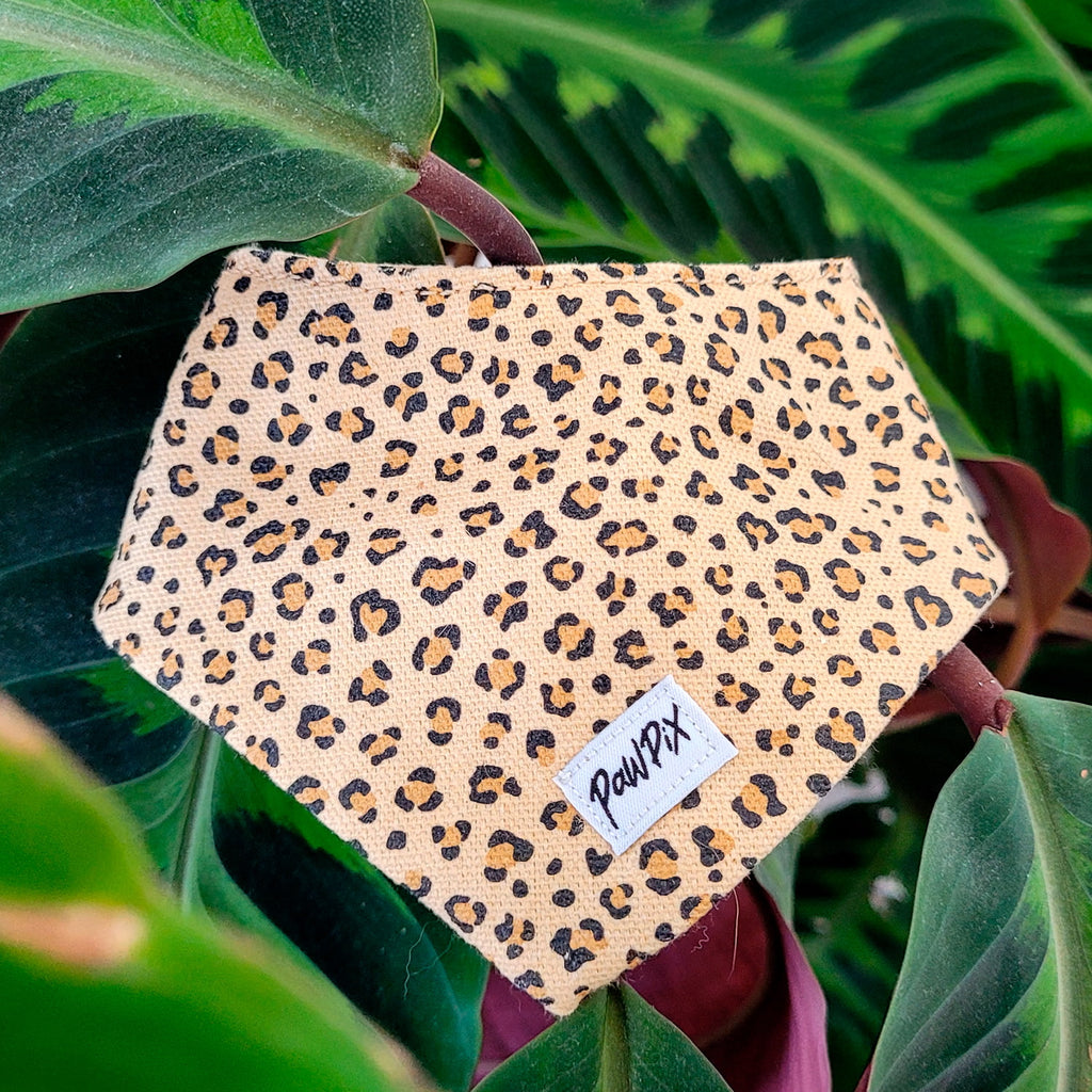 Bandana pour chat et chien Leopaw, motif léopard, dans une ambiance jungle tropical. 