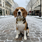 Chien Beagle assis dans une rue en ville portant le collier pour chien Leopaw de Pawpix. Le collier à un motif léopard