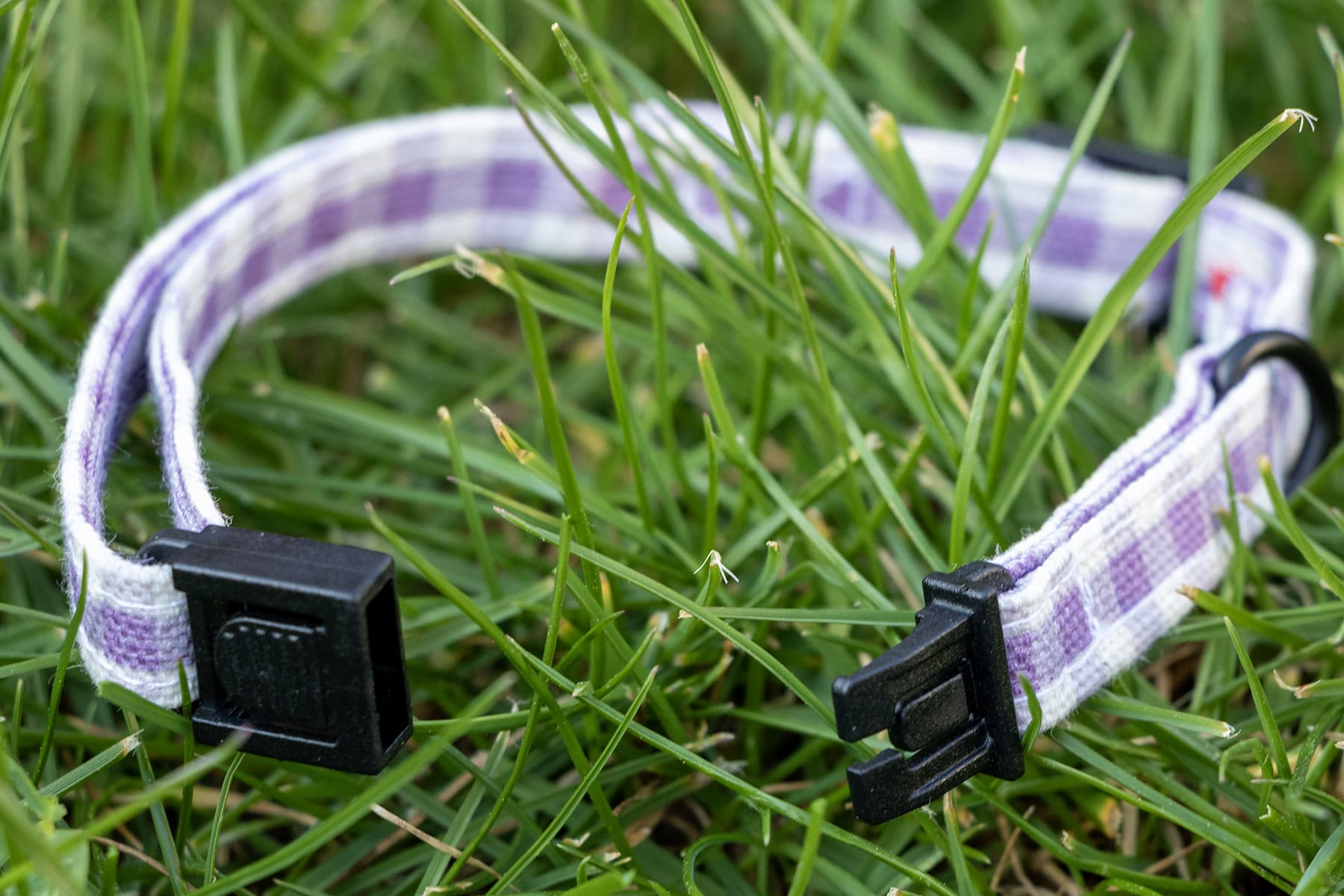 Focus sur la boucle anti-étranglement du collier pour chat Cigalou de PawpIx dans une ambiance jardin de printemps. Motif vichy violet clair