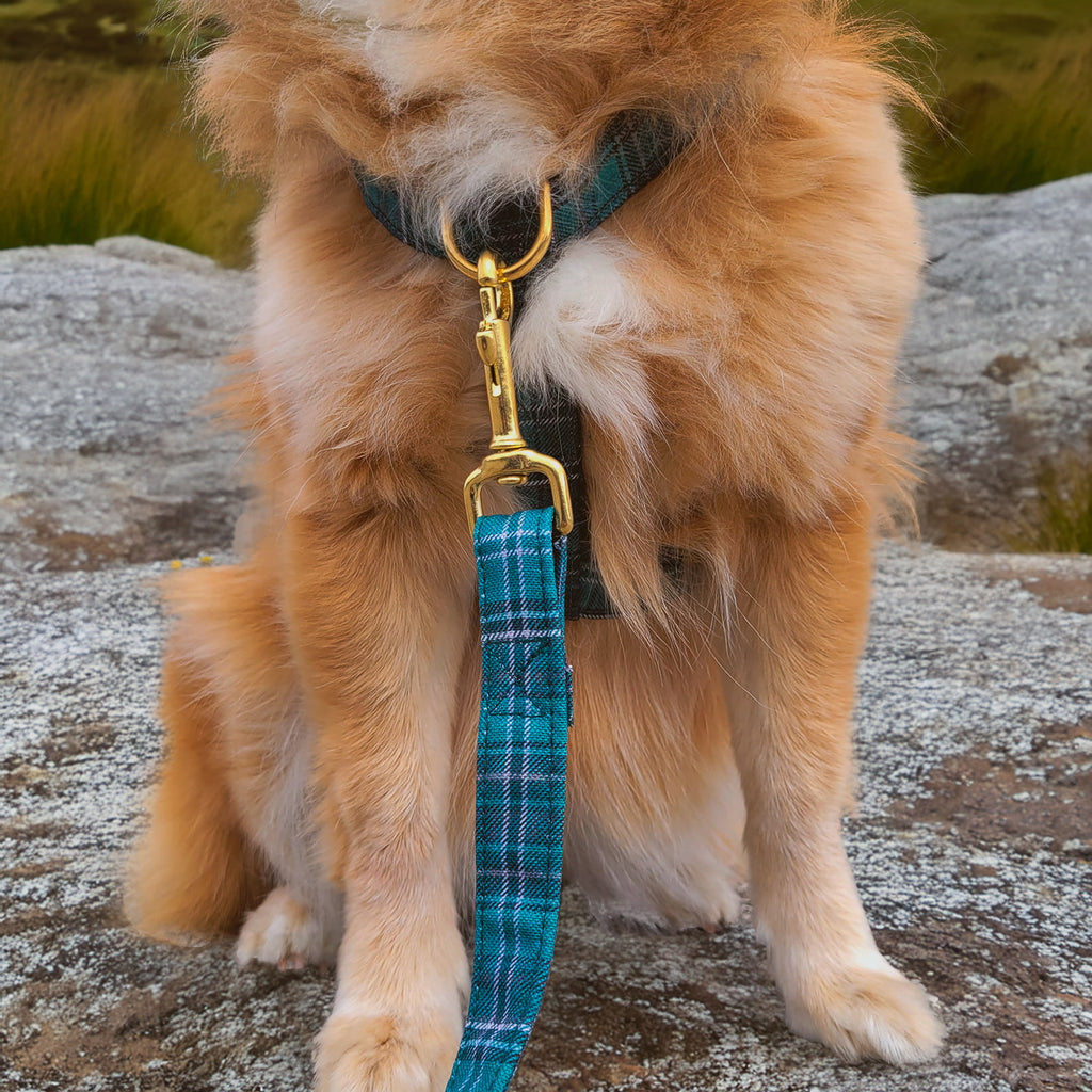 Boucle anti étranglement sur un petit chien et sur le harnais Nessie avec un motif tartan Écossais vert

