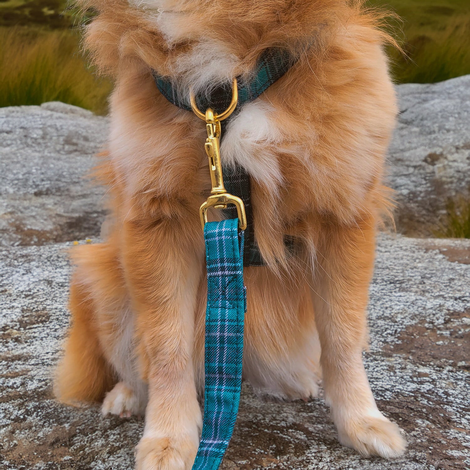 Boucle anti étranglement sur un petit chien et sur le harnais Nessie avec un motif tartan Écossais vert
