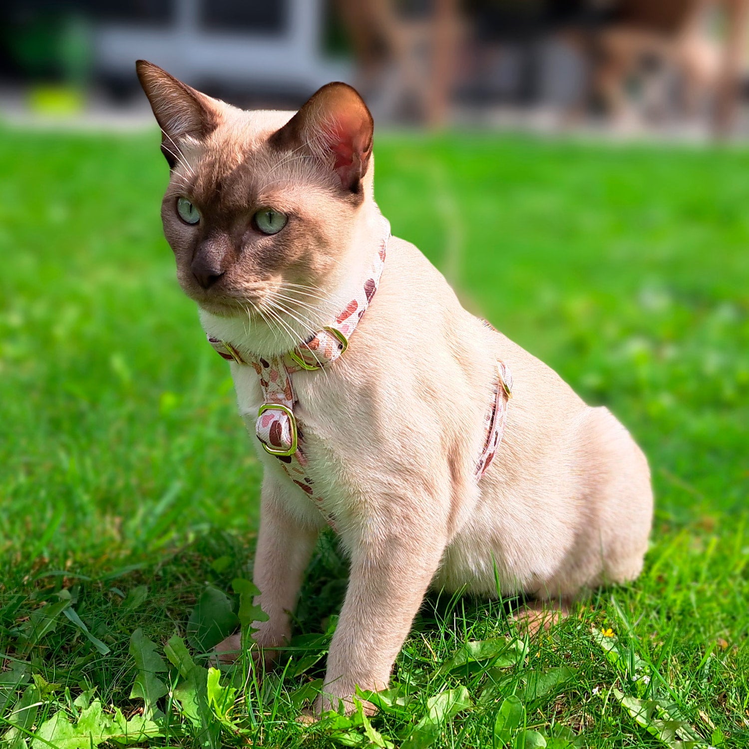 Chat Tonkinois avec le harnais Pawpino et son motif terrazzo rose/marron. Le chat est assis dans un jardin 