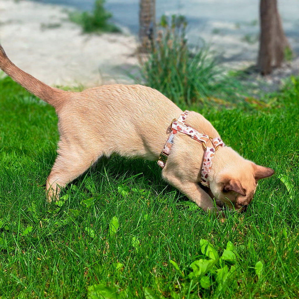 Chat Tonkinois clair, portant le harnais Pawpino avec un motif terrazzo rose/marron. 