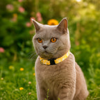 Chat type Chartreux gris avec le collier pour chat Peachy Daisies. Le collier présente un motif de marguerites blaches et jaunes sur un fond couleur pêche. Le collier possède un anneau en D pour accrocher une médaille ainsi qu'une boucle anti-étranglement. 