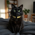 Chat blanc portant le collier pour chat Seaside de Pawpix. Motif marin abstrait blanc sur fond jaune avec des boucles anti-étranglement