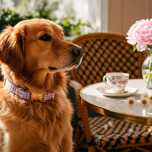 Chien portant le collier cigalou dans une ambiance café au printemps